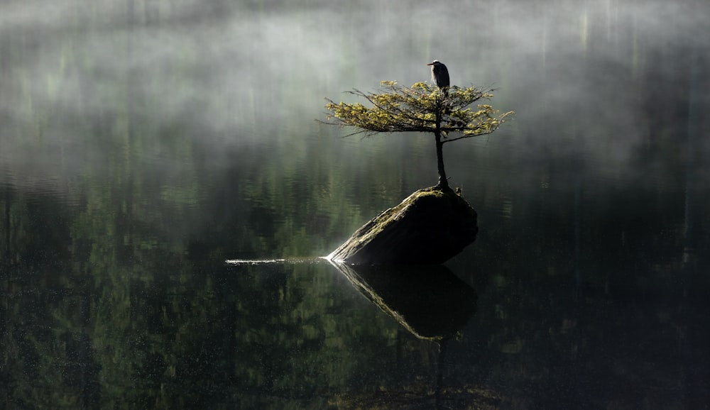 a lone tree sitting on top of a rock in the middle of a lake