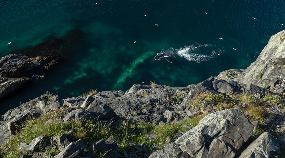 a group of birds flying over a body of water