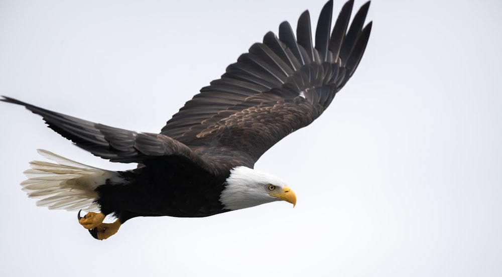 a bald eagle soaring through the sky with its wings spread