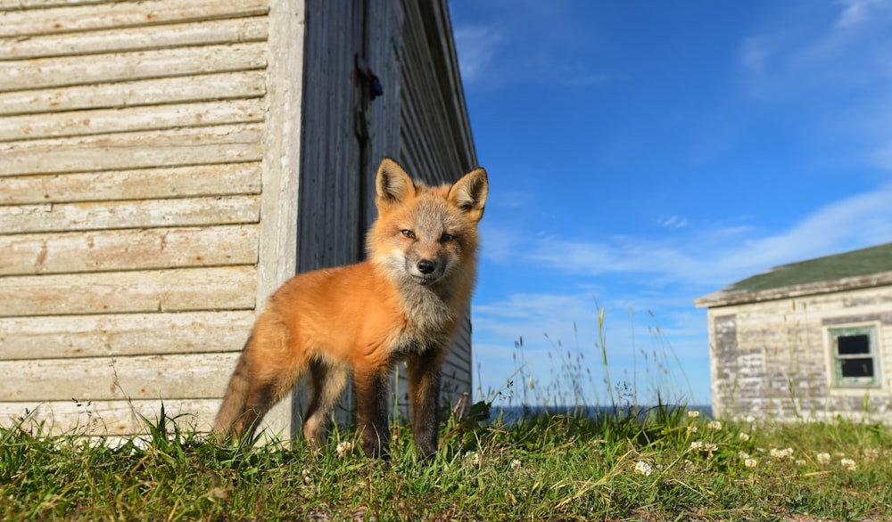 a small red fox standing next to a building