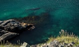 Close-up of a whale’s eye and textured skin just above the waterline, framed by lush tropical greenery.