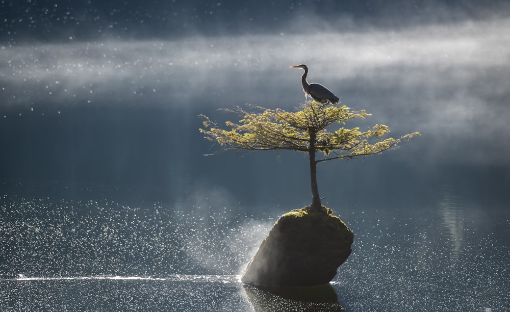 a bird sitting on top of a tree on top of a rock