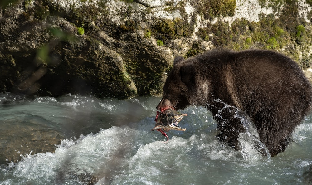 a large brown bear standing on top of a river