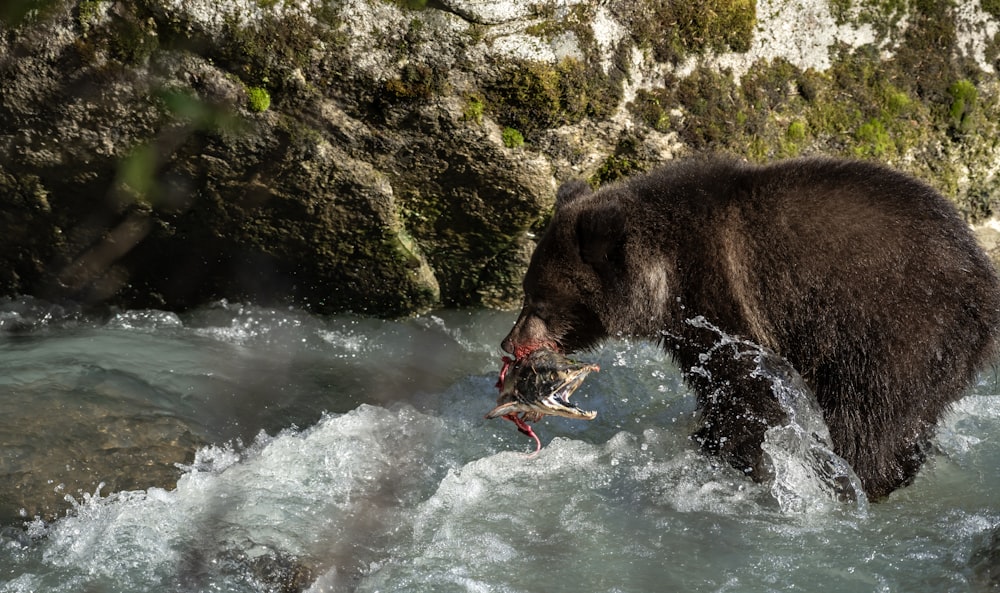 un gros ours brun debout au sommet d’une rivière