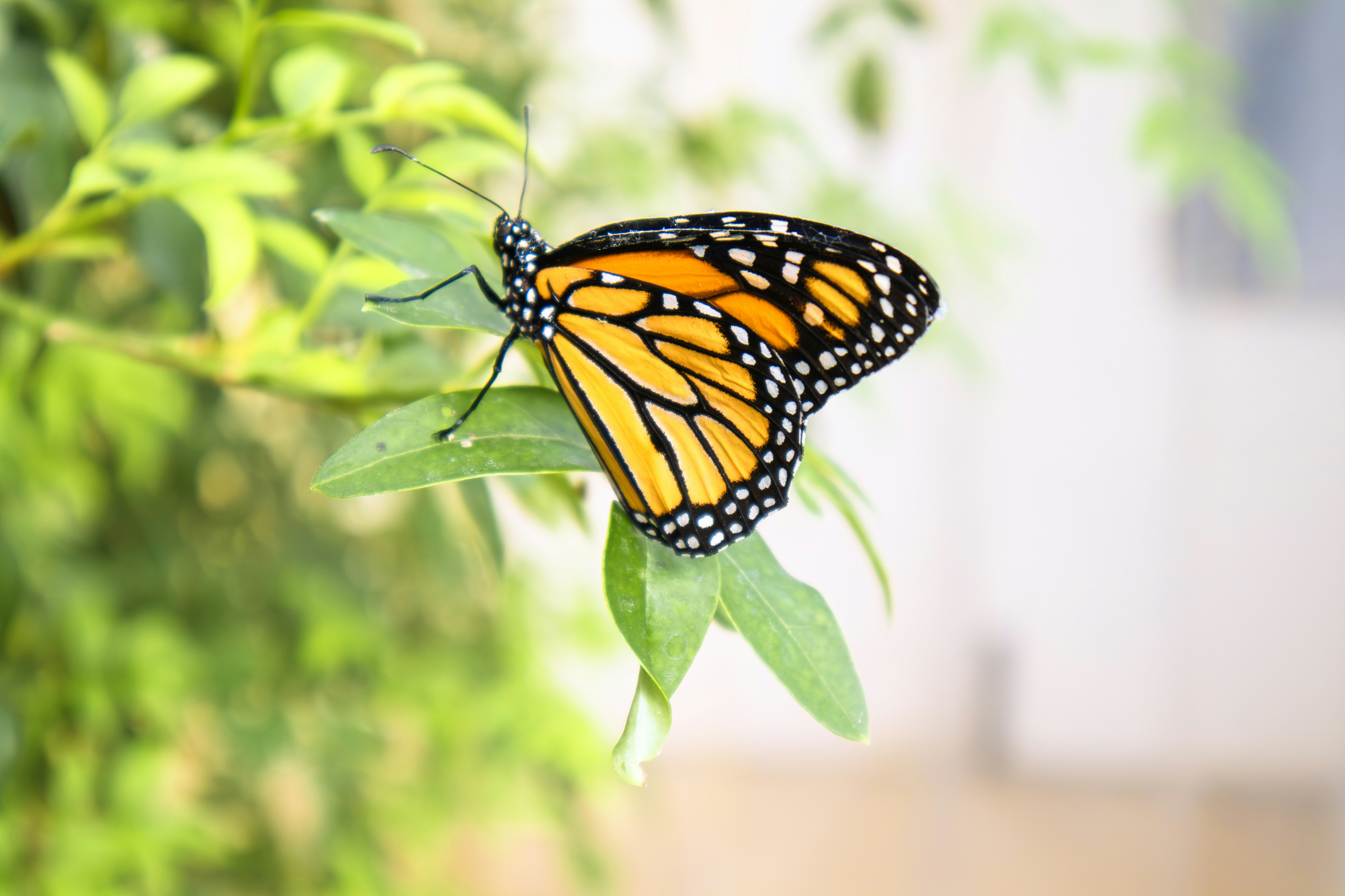 Photo by rolandtreiber