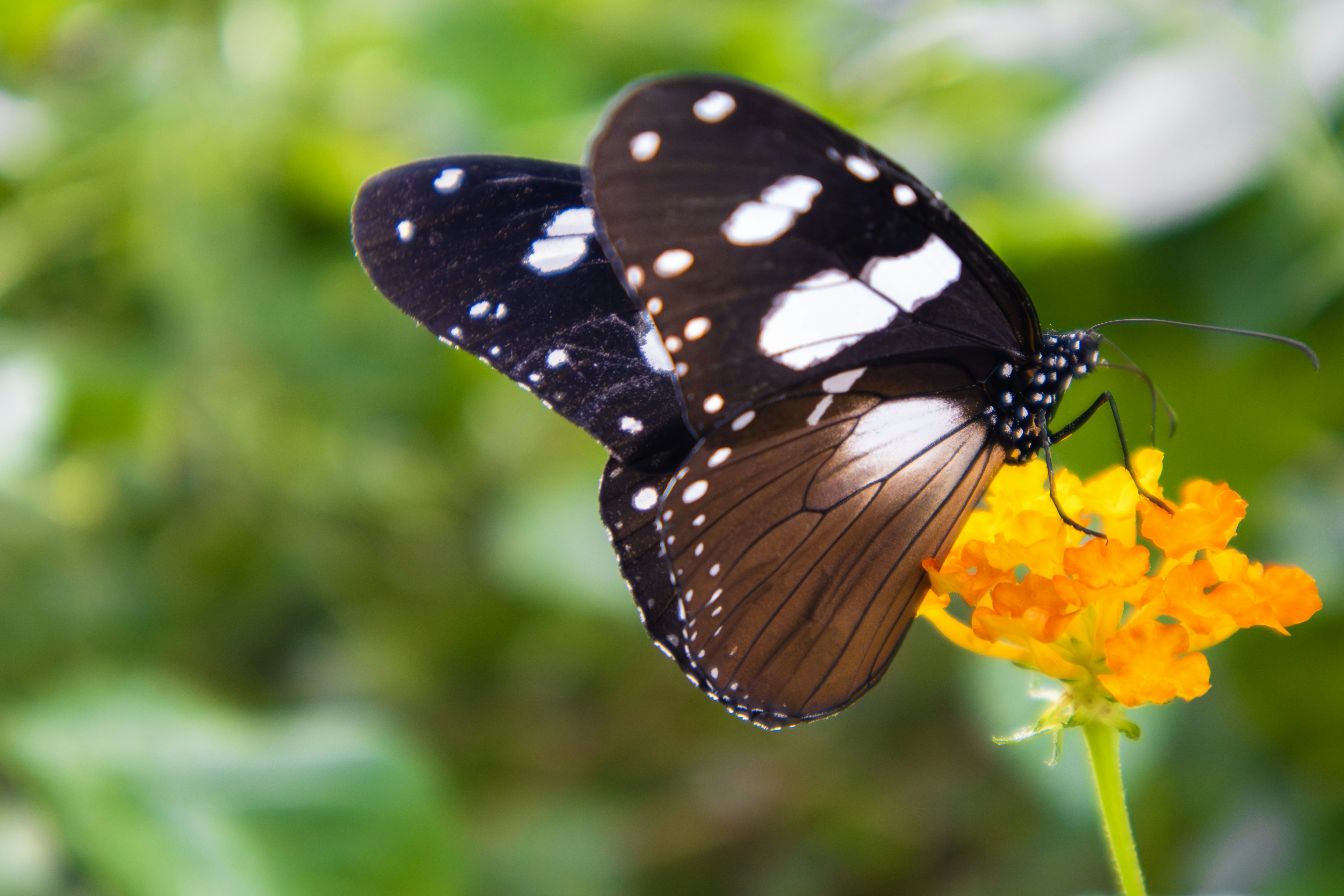 Photo by rolandtreiber