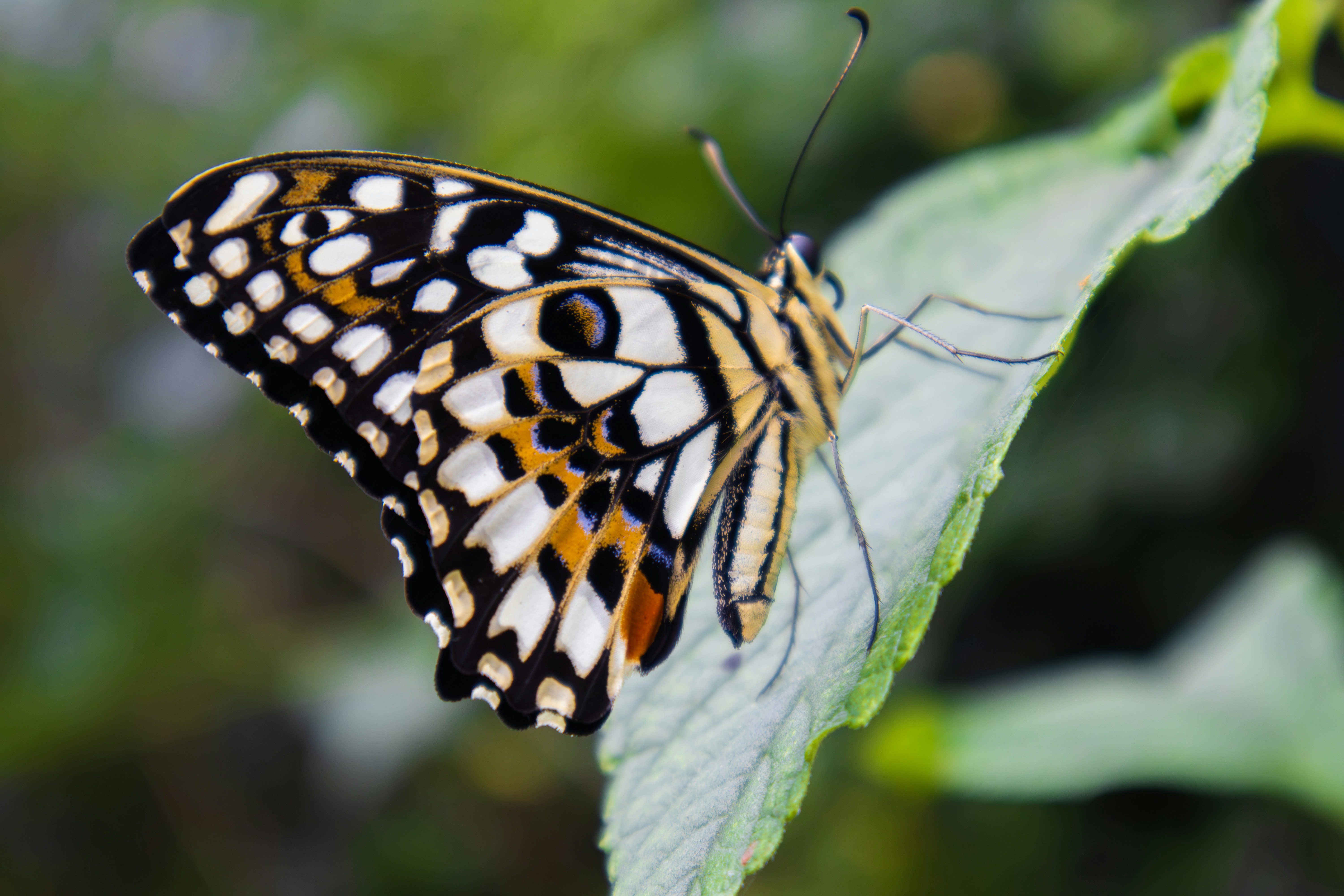 Photo by rolandtreiber