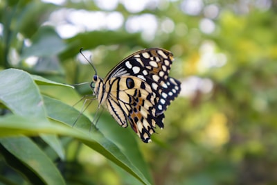 A close-up of a vibrant butterfly on a leaf representing the volunteer naturalist page.