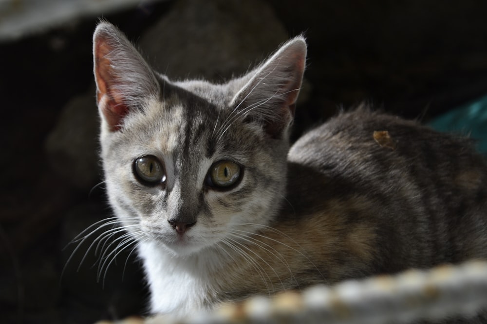 a close up of a cat on a bed