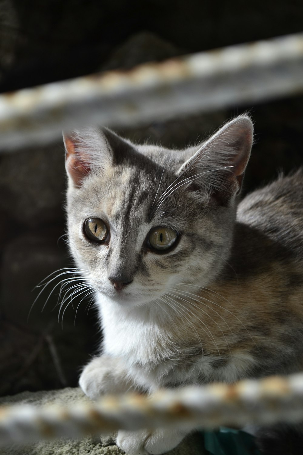 a gray and white cat sitting on top of a rock