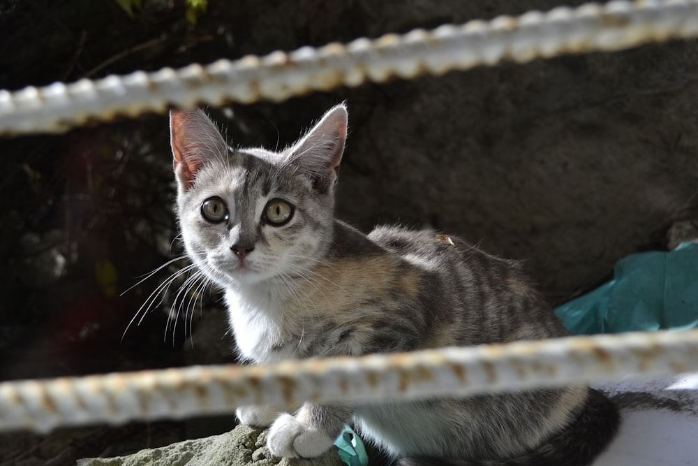 a cat sitting on top of a rock next to a fence