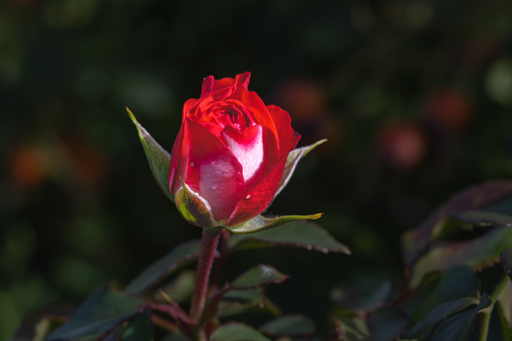 a single red rose with green leaves in the background