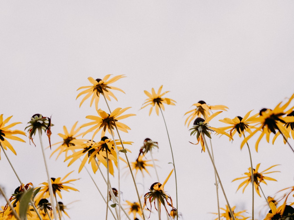 a bunch of yellow flowers with a sky in the background