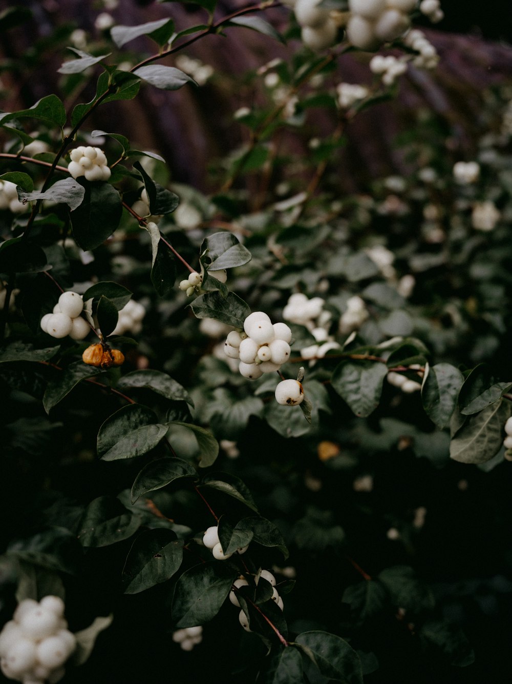 a bush with white flowers and green leaves