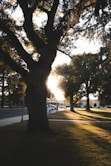 the sun is shining through the trees in the park