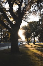 the sun is shining through the trees in the park