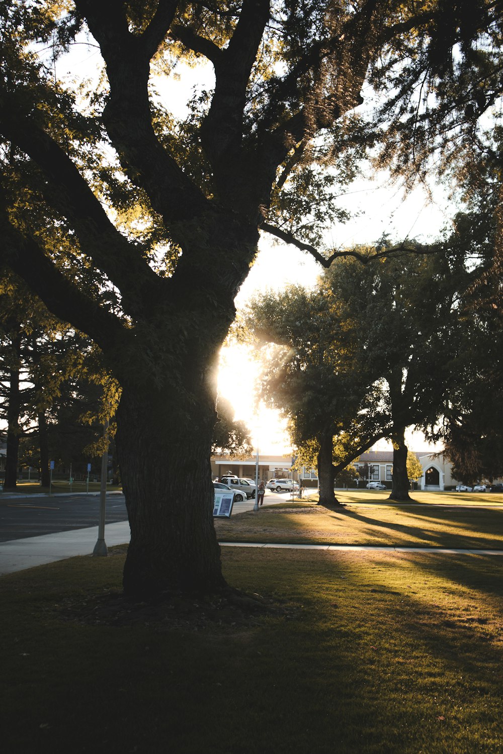 the sun is shining through the trees in the park