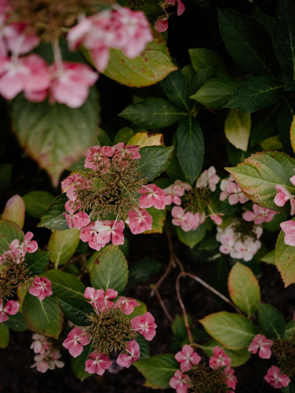 a close up of pink flowers and green leaves