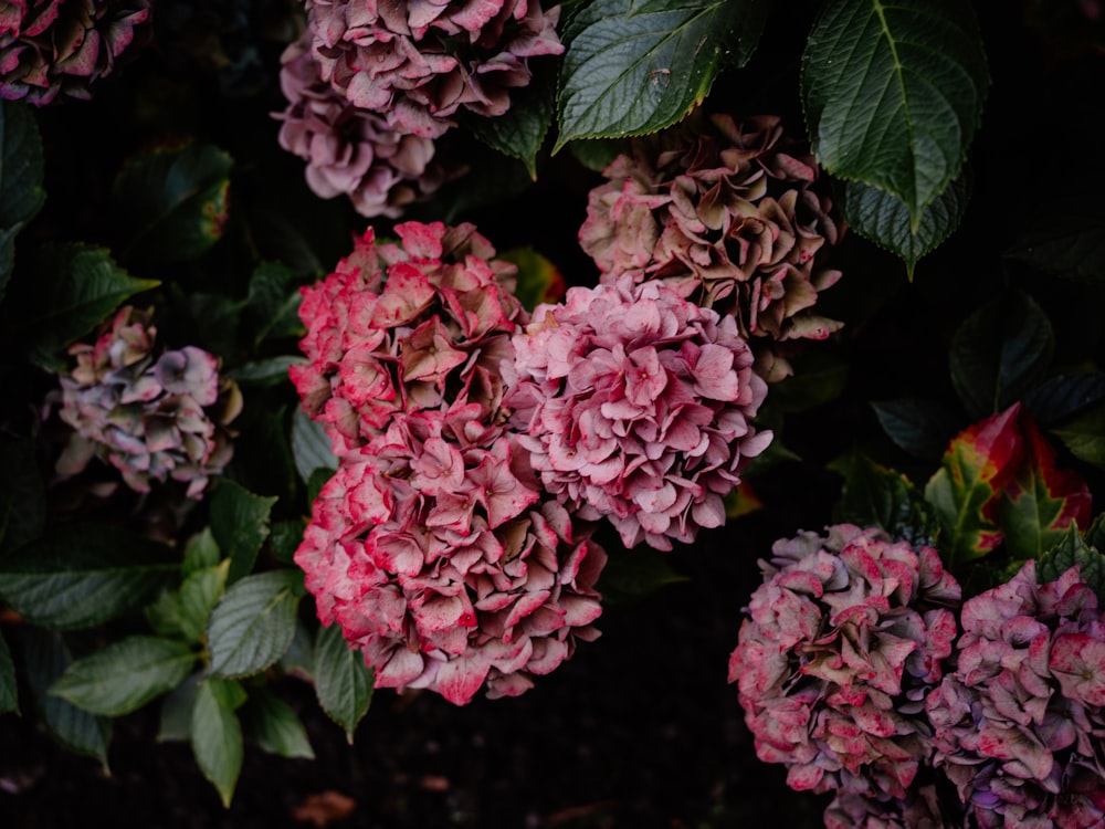 a bunch of pink flowers with green leaves