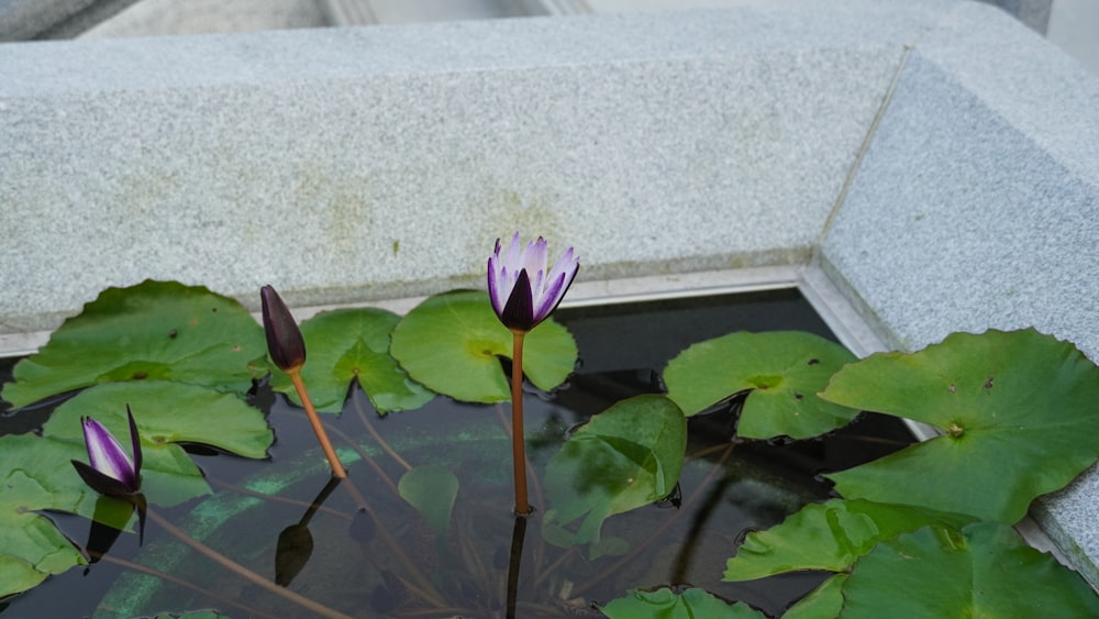 a pond filled with water lilies next to a cement wall