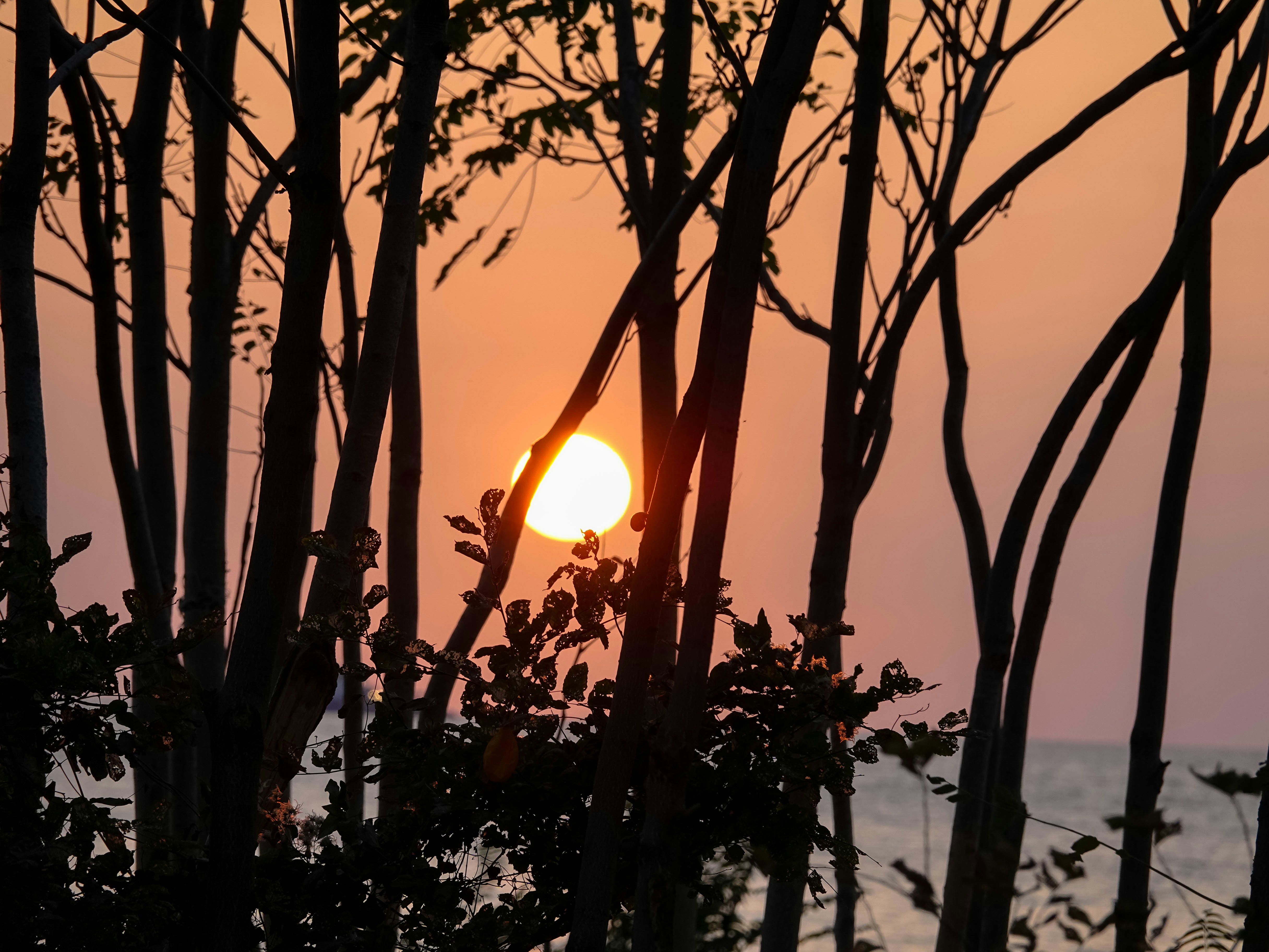 the sun is setting behind some trees by the water