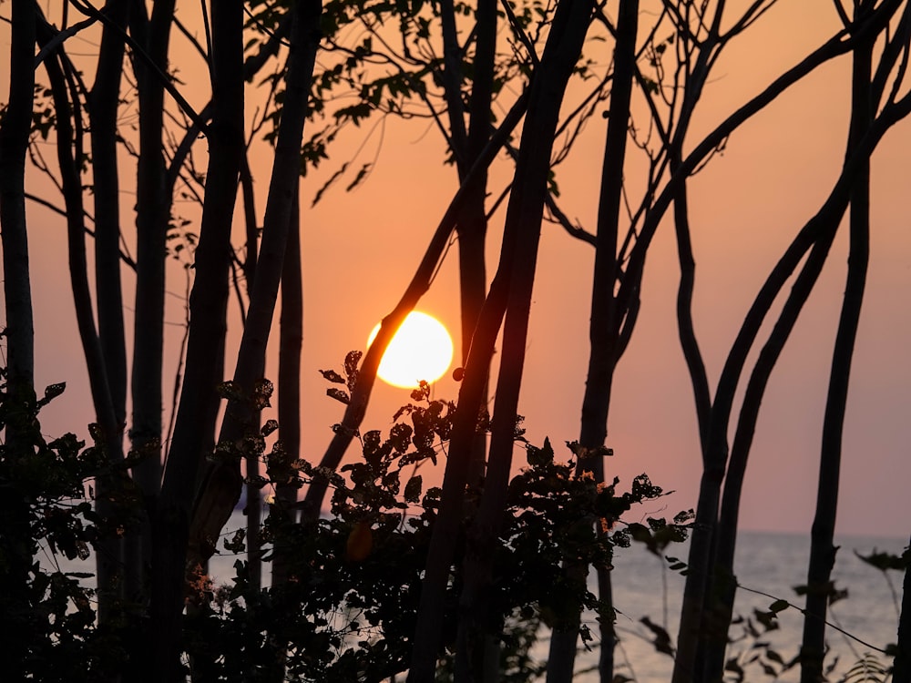 the sun is setting behind some trees by the water