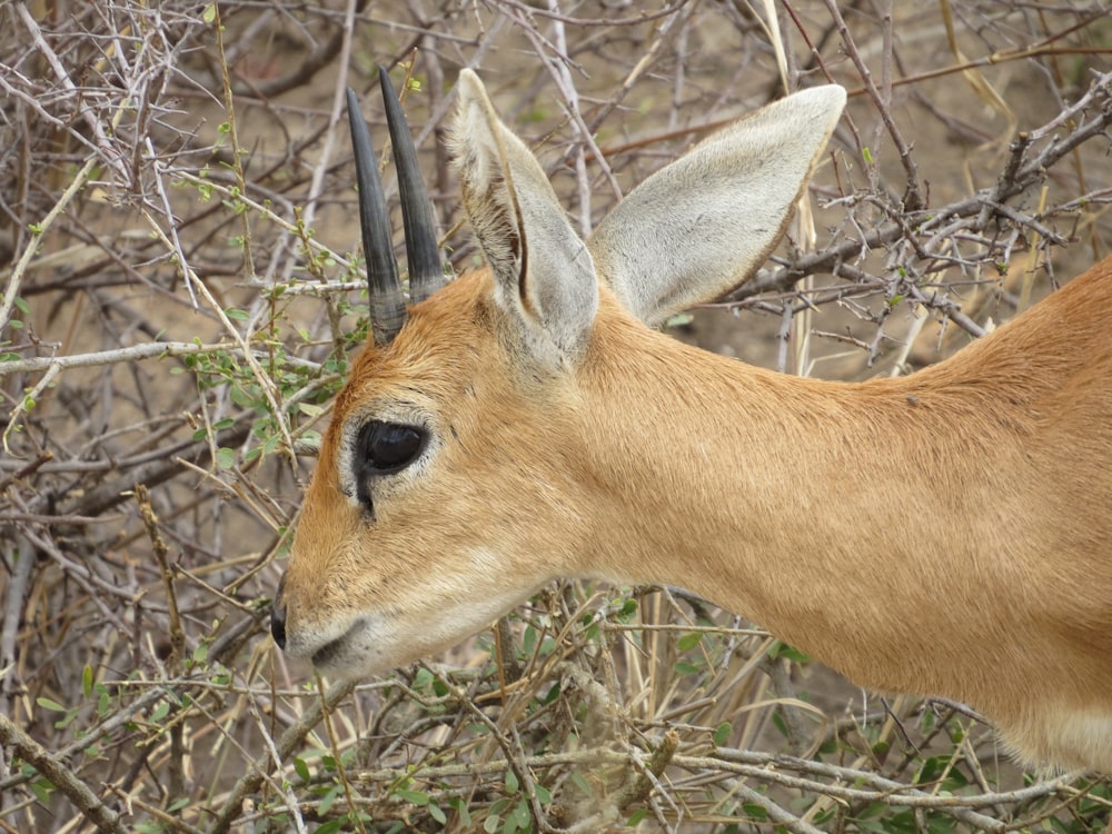 a close up of a gazelle's face in the brush