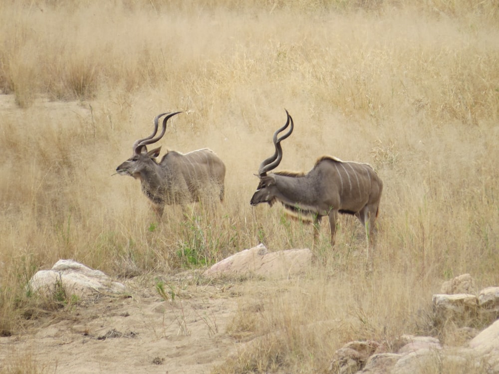 a couple of animals that are standing in the grass