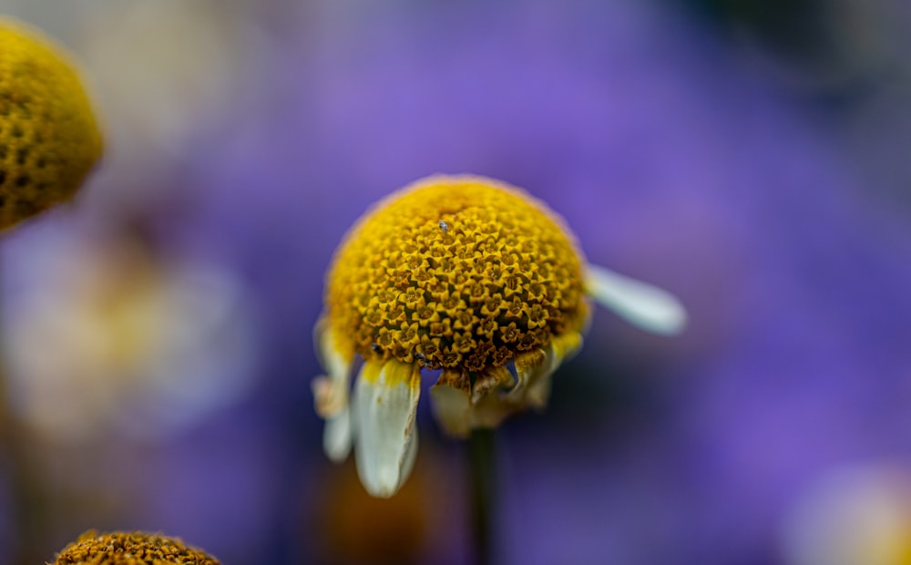 a close up of a yellow and white flower