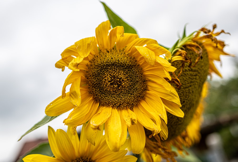 eine Nahaufnahme einer Sonnenblume mit einem Himmelshintergrund