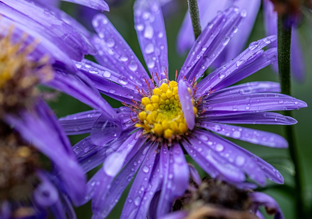 a close up of a purple flower with water droplets on it