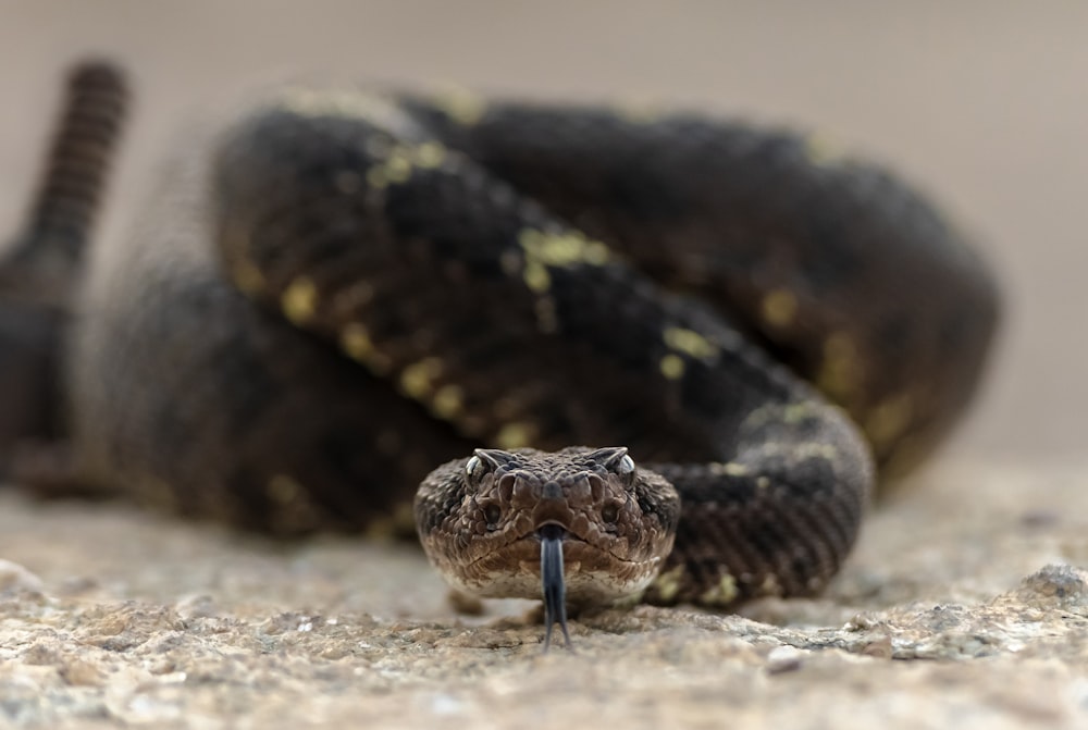 a black and brown snake laying on the ground