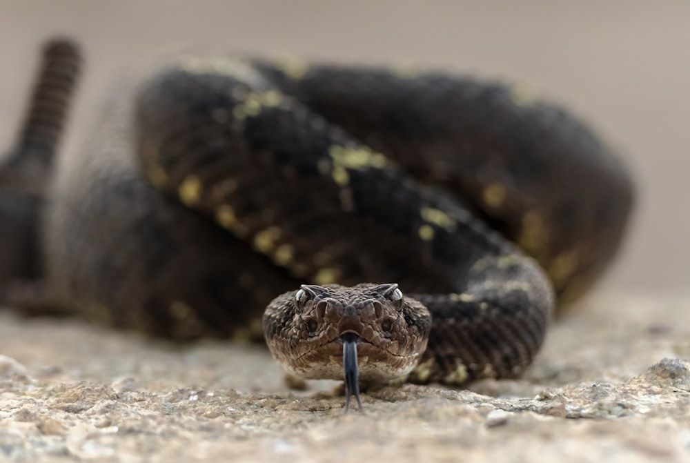 eine schwarz-braune Schlange, die auf dem Boden liegt