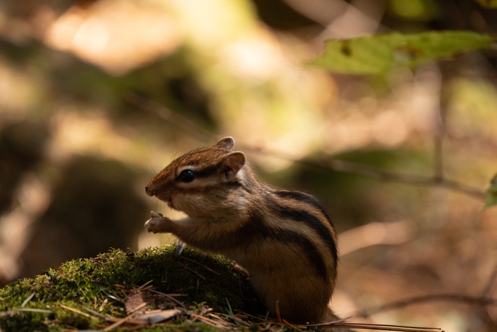 a small chipper sitting on top of a moss covered tree