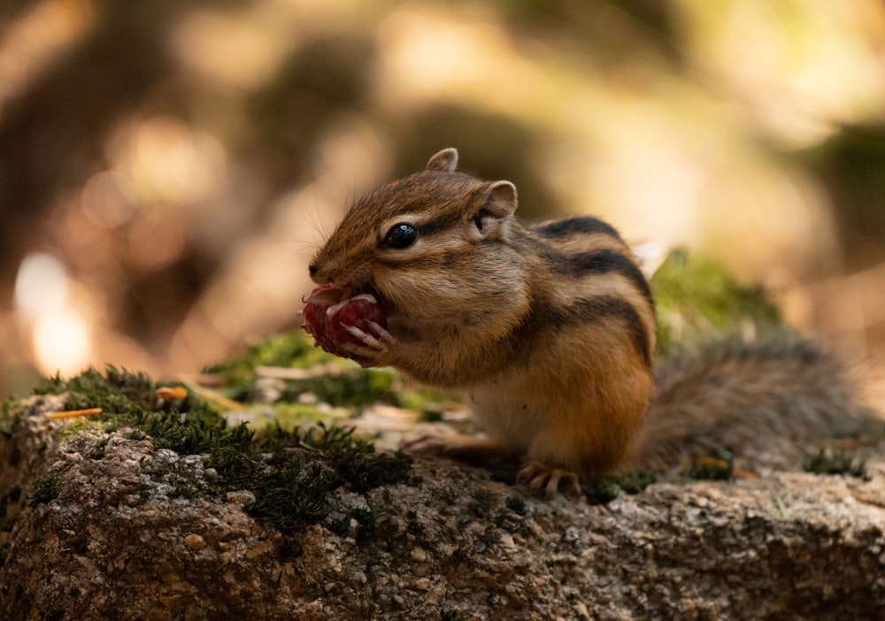 a chipper eating a piece of food on top of a rock