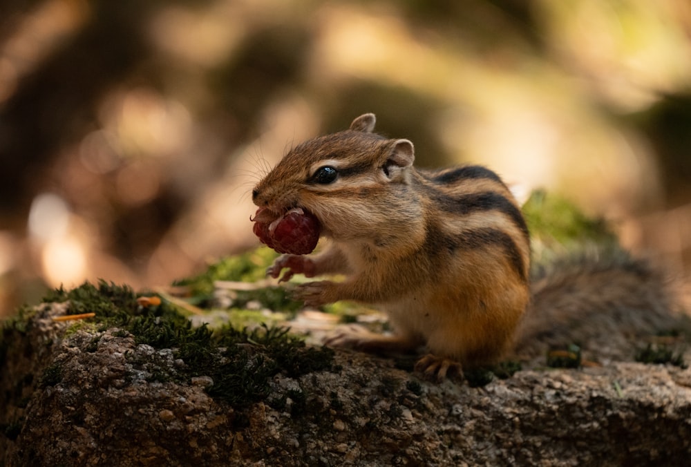 a chipper eating a piece of fruit on a rock