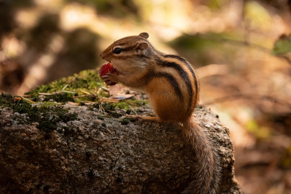 a chipmun eating a piece of fruit on a rock