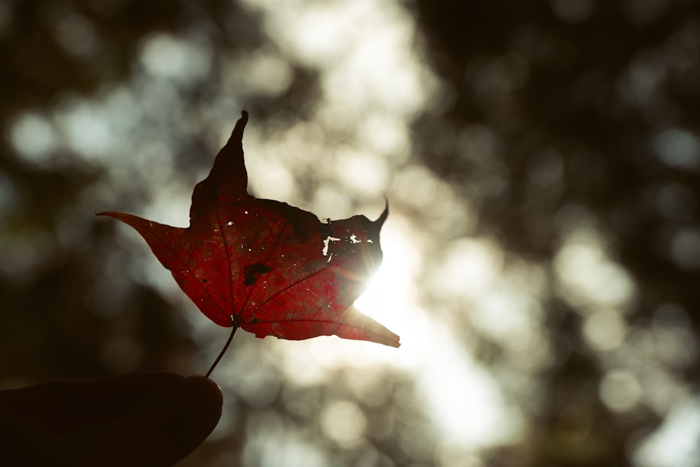 a person holding a red leaf in their hand