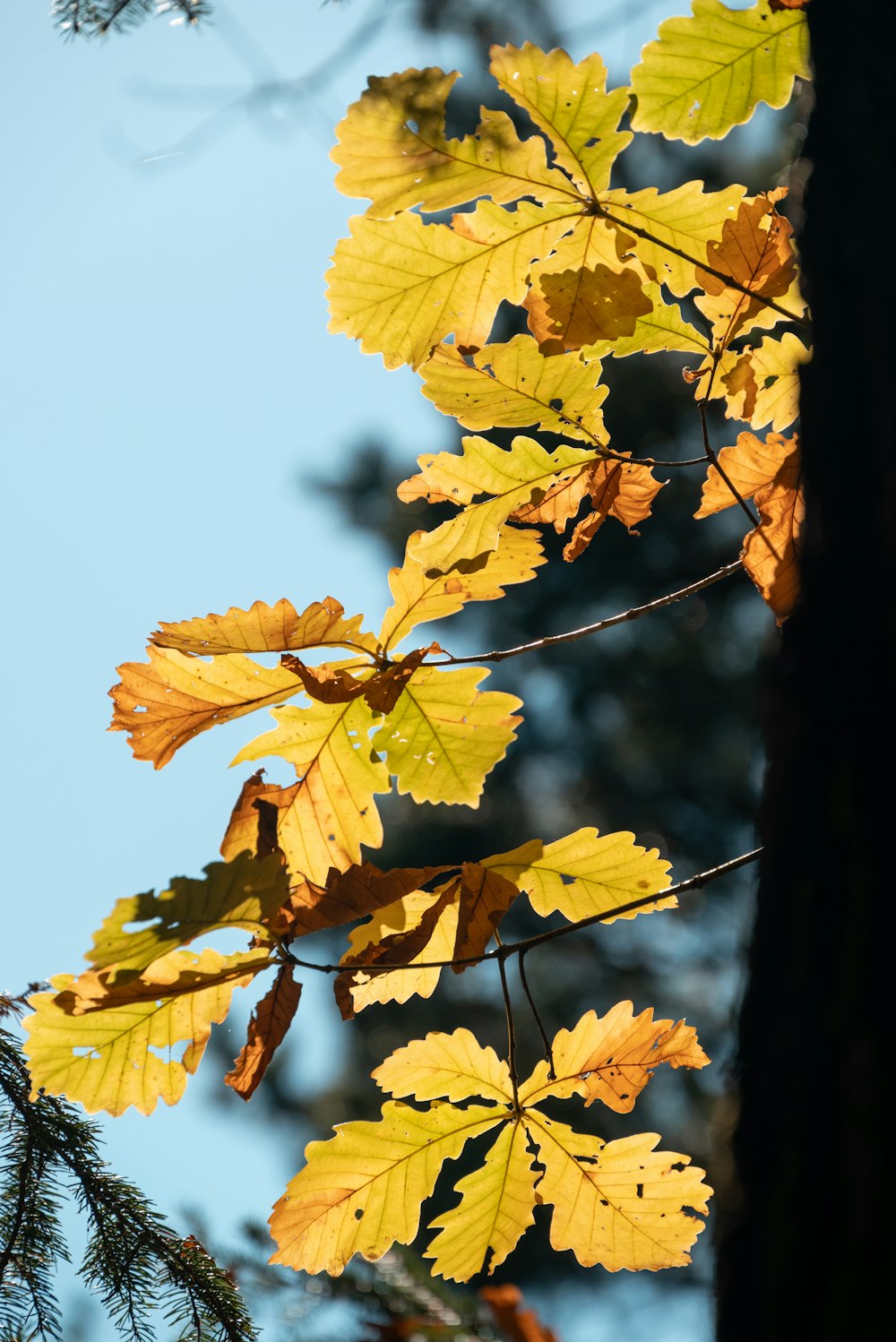 a tree branch with yellow leaves against a blue sky