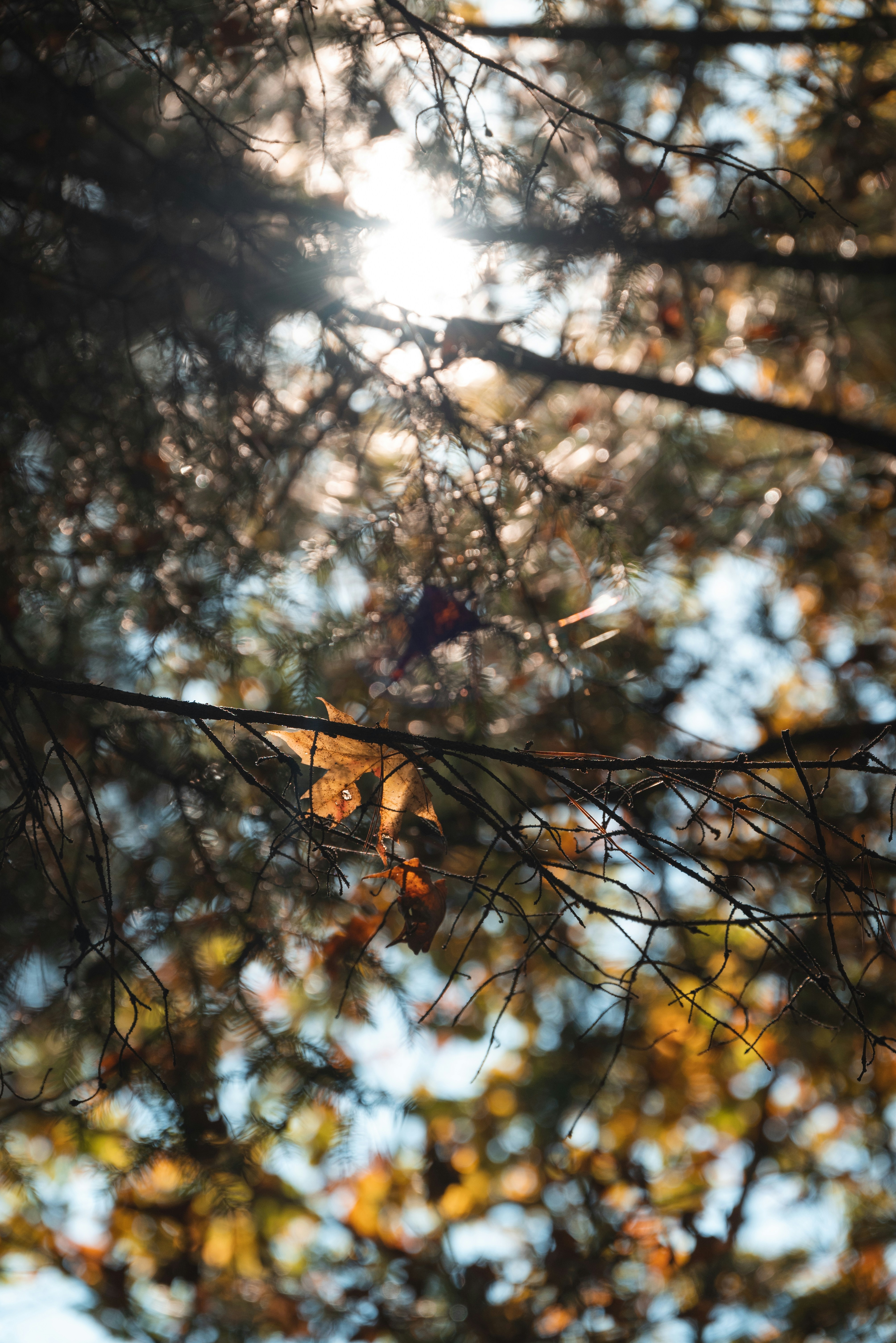 Photo by nikol_royce