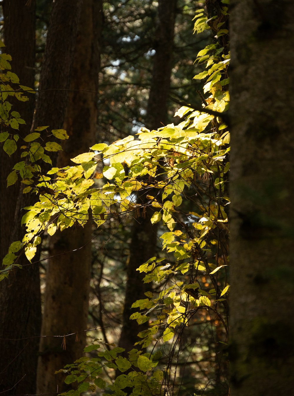 a forest filled with lots of trees covered in leaves