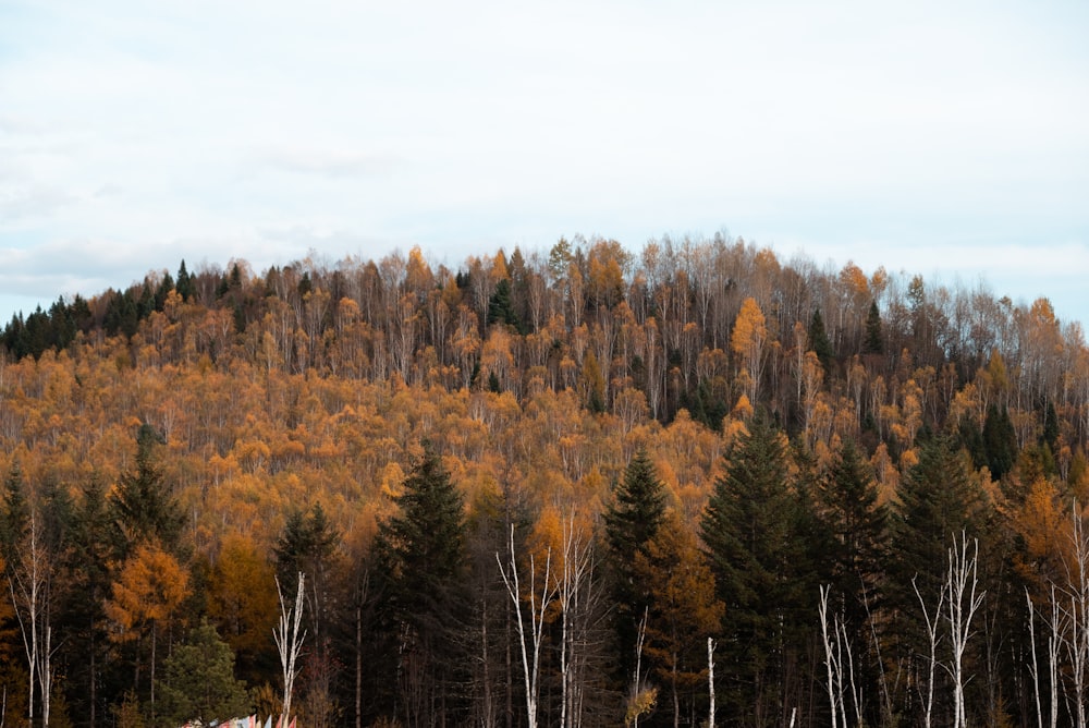 a forest filled with lots of tall trees