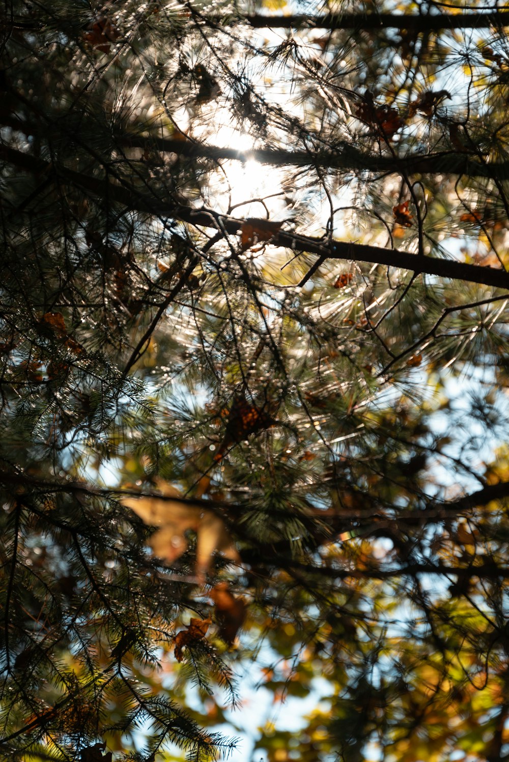 a bird perched on a branch of a tree