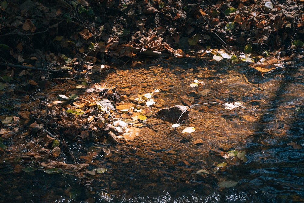 a puddle of water with leaves on the ground