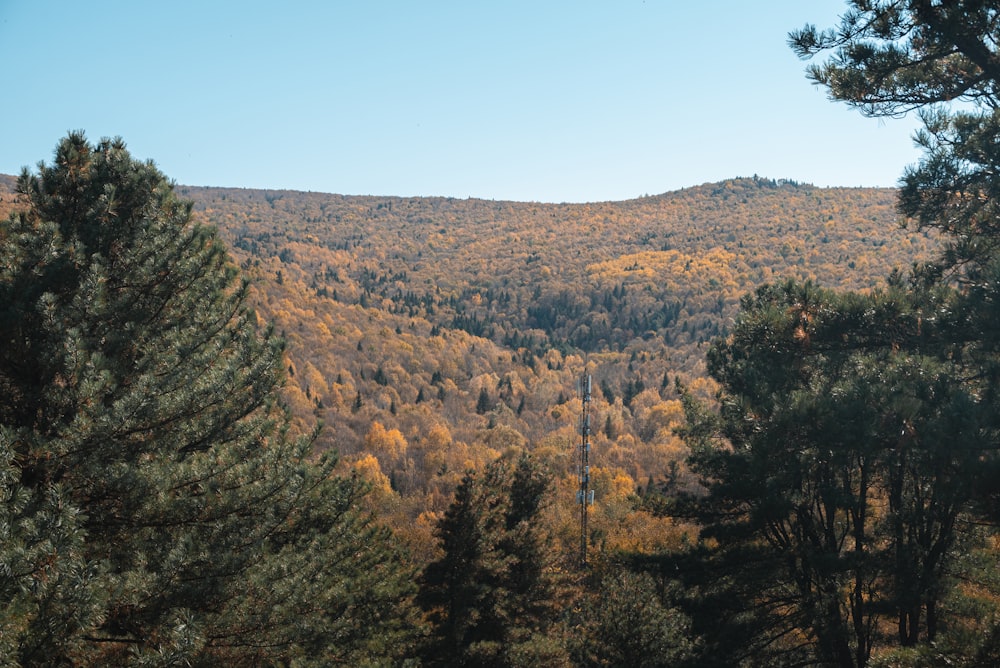 a forest filled with lots of trees covered in fall foliage