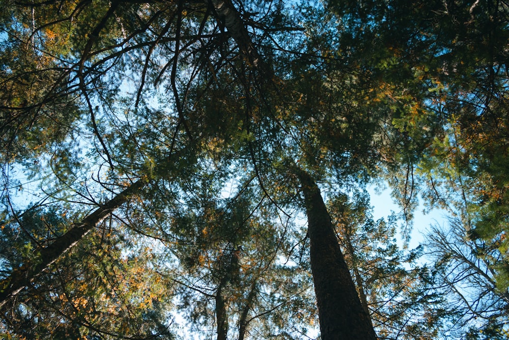 looking up at the tops of tall trees