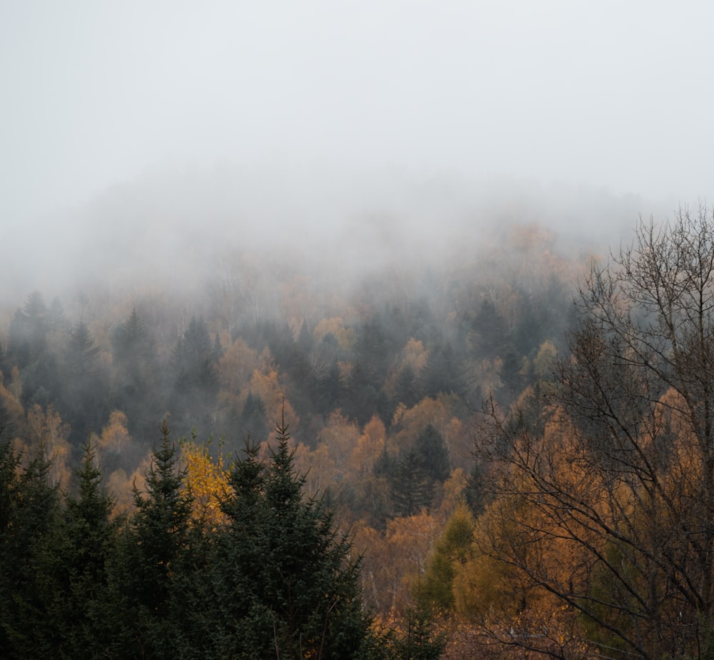 a foggy mountain with trees in the foreground