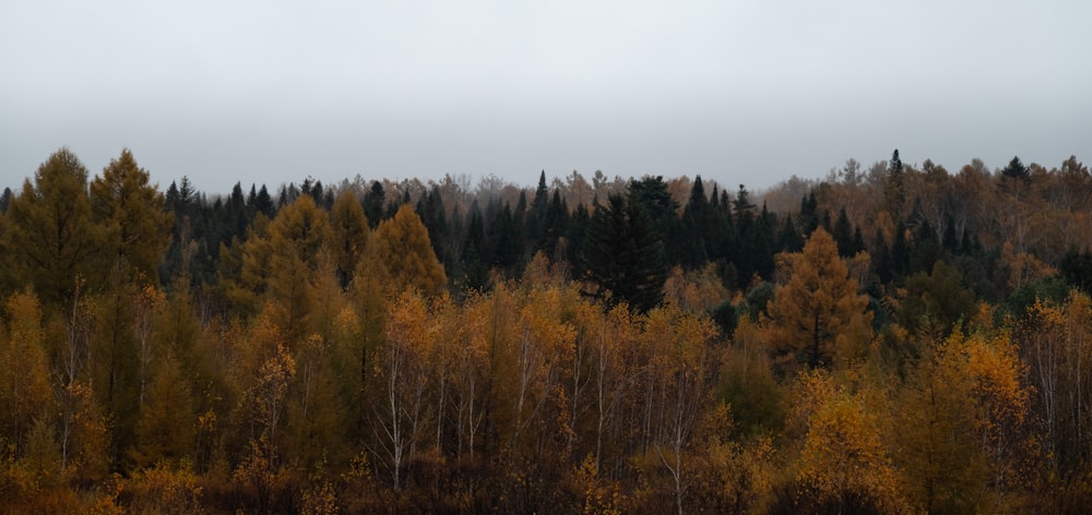 a forest filled with lots of tall trees