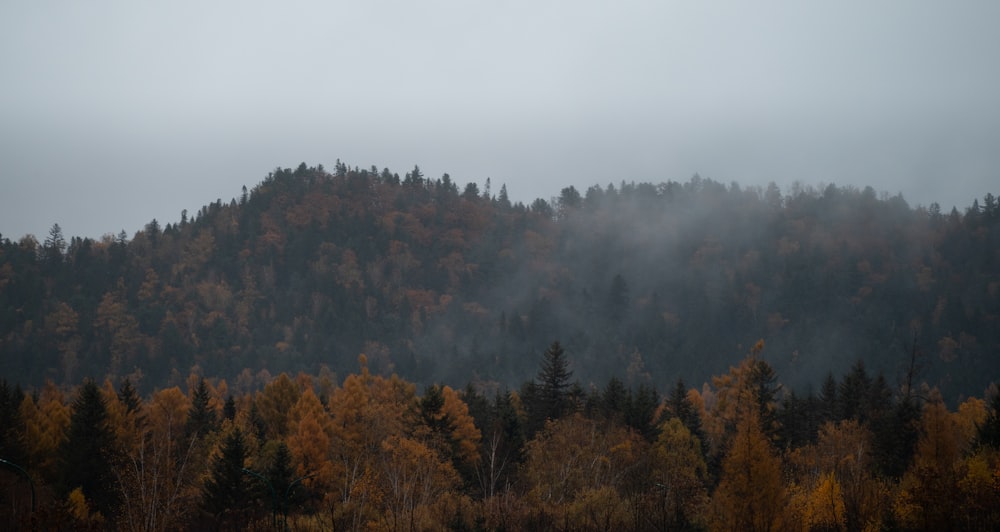 a foggy mountain with trees in the foreground