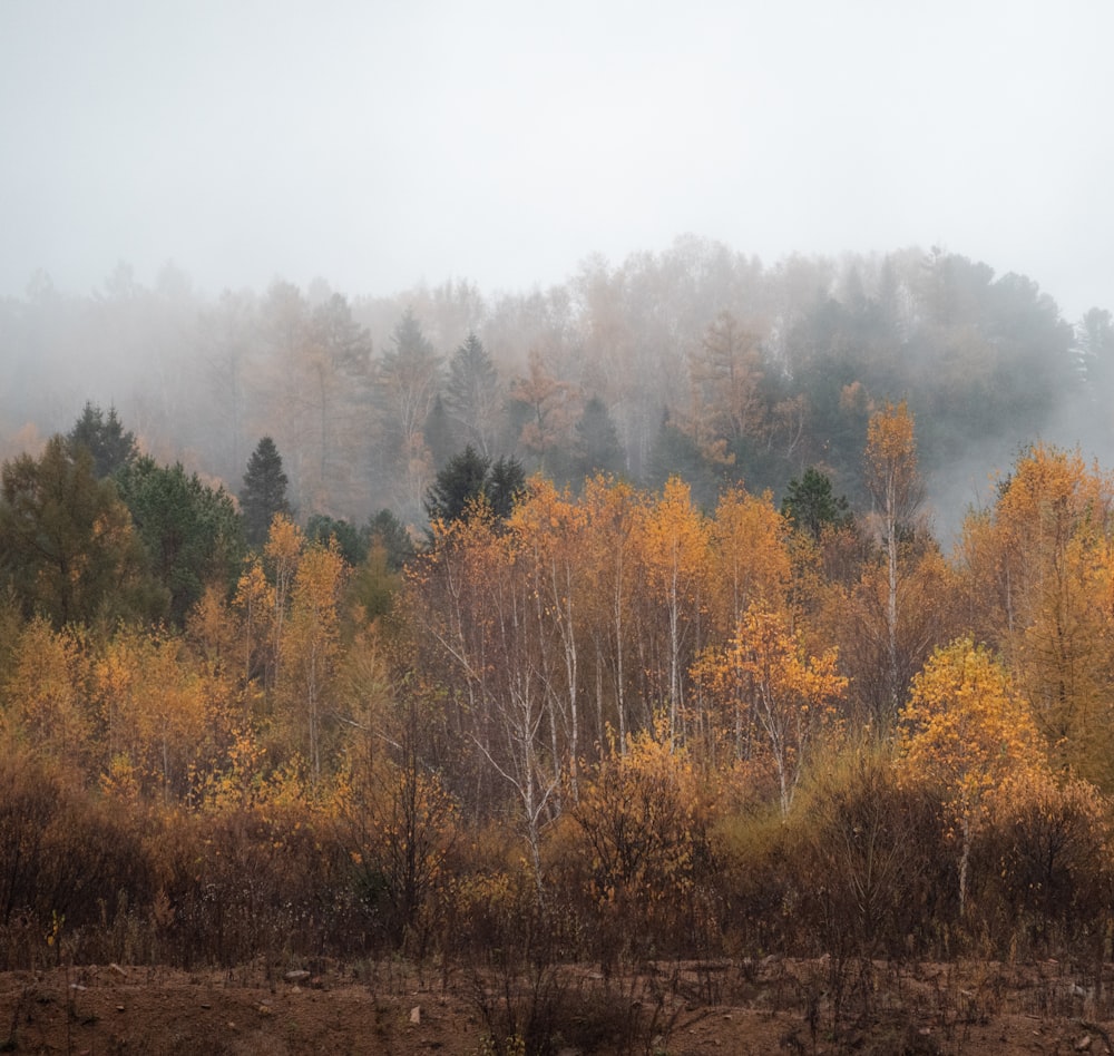 a forest filled with lots of trees covered in fog